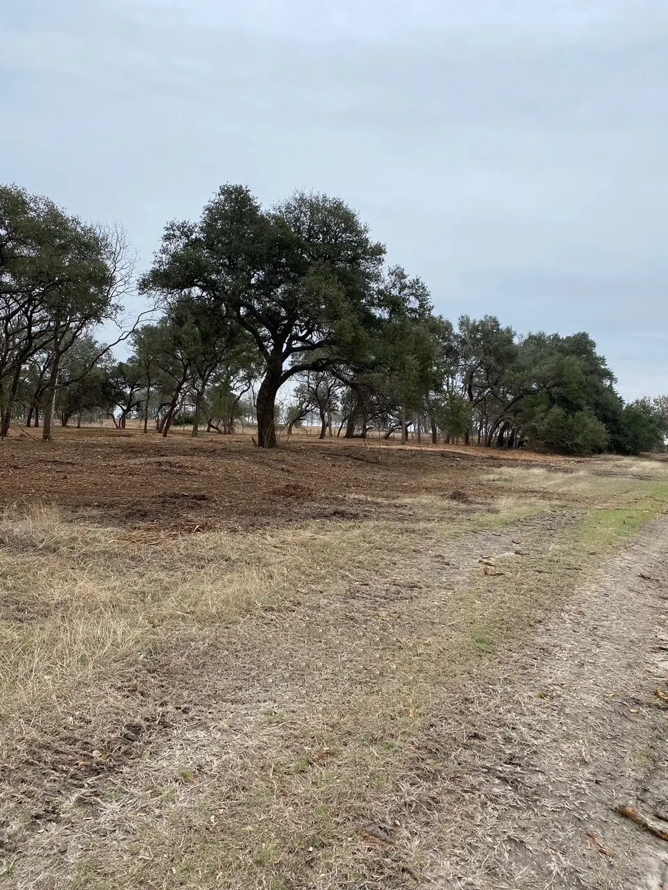 Open cleared pasture after Apache Mulching land clearing