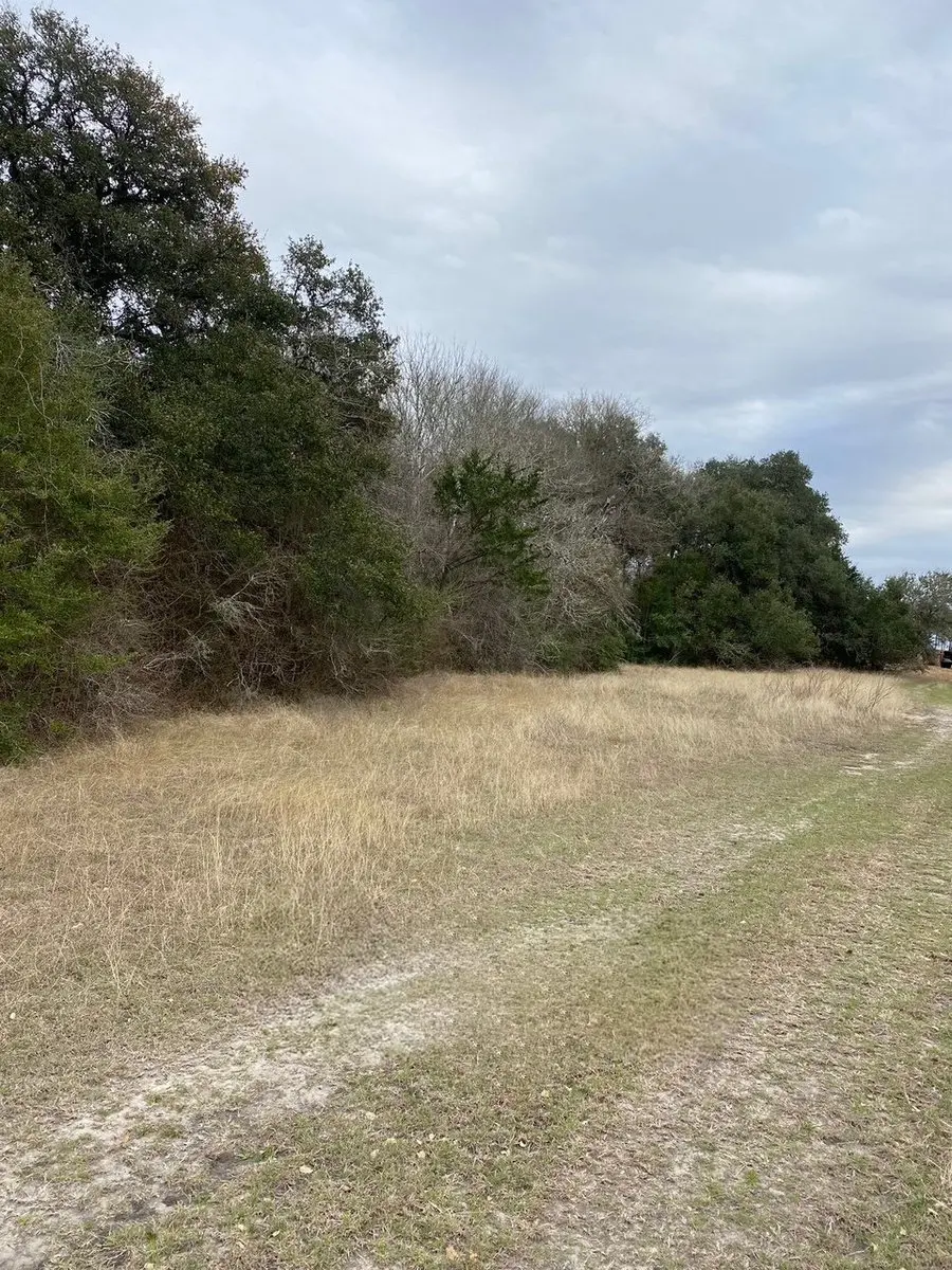 Overgrown brush before clearing on a Williamson County land clearing project