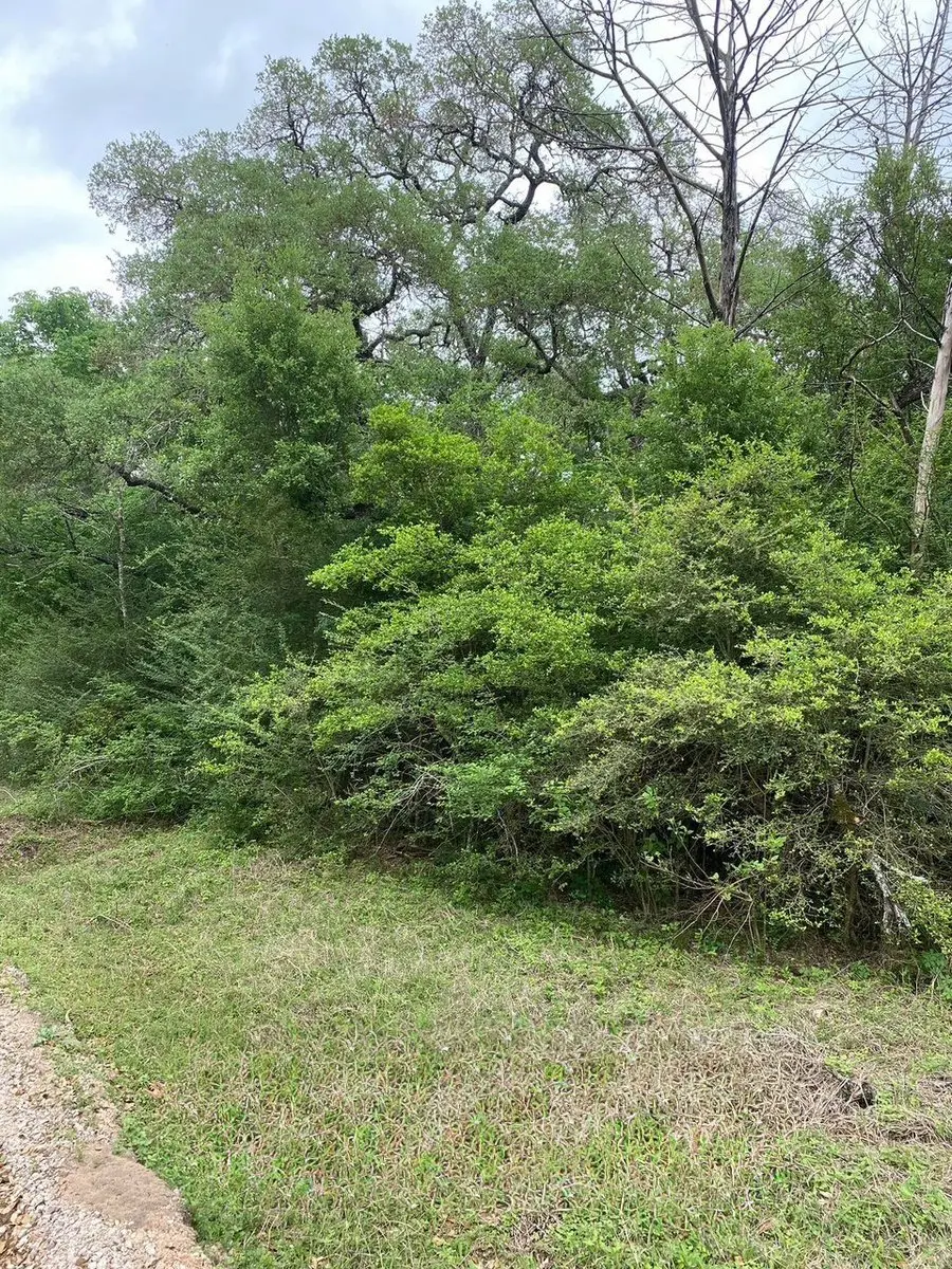 Dense cedar before Apache Mulching clearing, Georgetown area land clearing